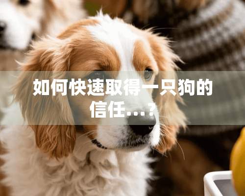 如何快速取得一只狗的信任...？