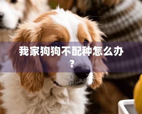 我家狗狗不配种怎么办？