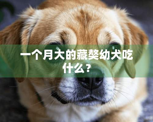 一个月大的藏獒幼犬吃什么？