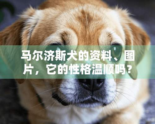 马尔济斯犬的资料、图片，它的性格温顺吗？