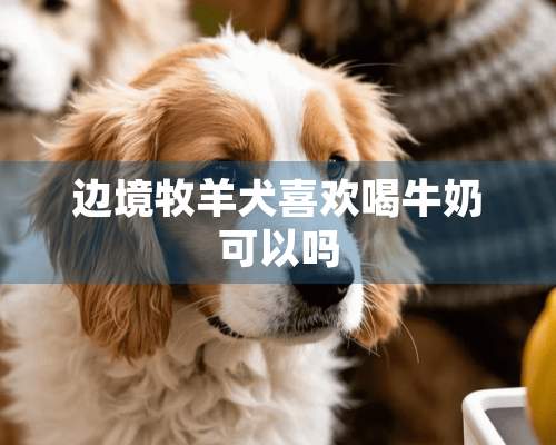 边境牧羊犬喜欢喝牛奶可以吗