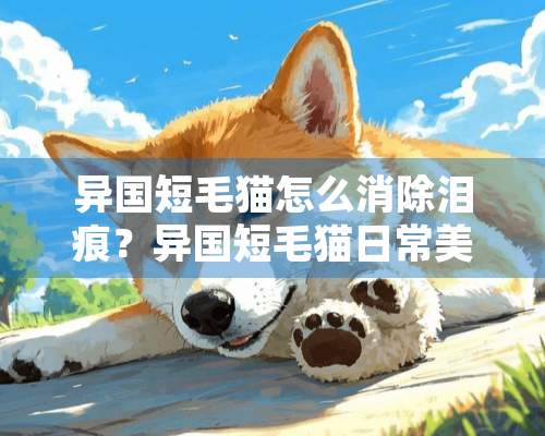 异国短毛猫怎么消除泪痕？异国短毛猫日常美容的方法介绍！