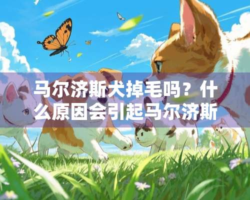 马尔济斯犬掉毛吗？什么原因会引起马尔济斯犬掉毛？怎么处理？