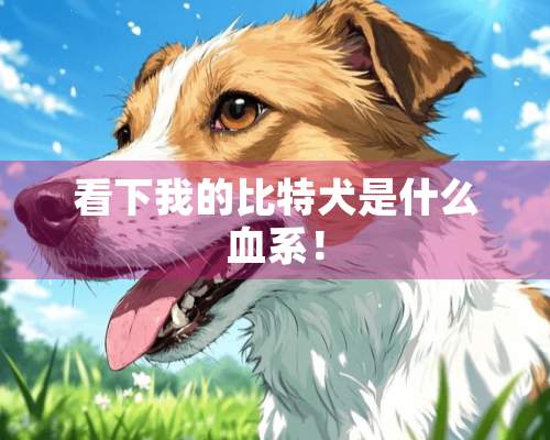 看下我的比特犬是什么血系！