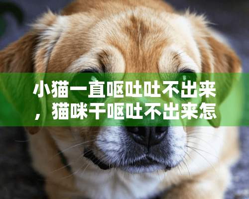 小猫一直呕吐吐不出来，猫咪干呕吐不出来怎么办