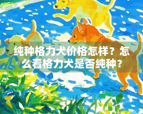 纯种格力犬价格怎样？怎么看格力犬是否纯种？