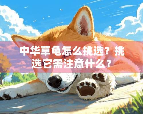 中华草龟怎么挑选？挑选它需注意什么？