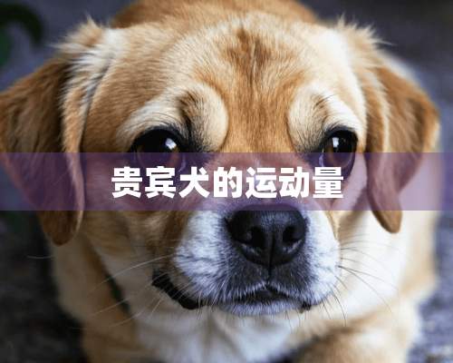 贵宾犬的运动量