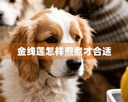 金线莲怎样煎煮才合适