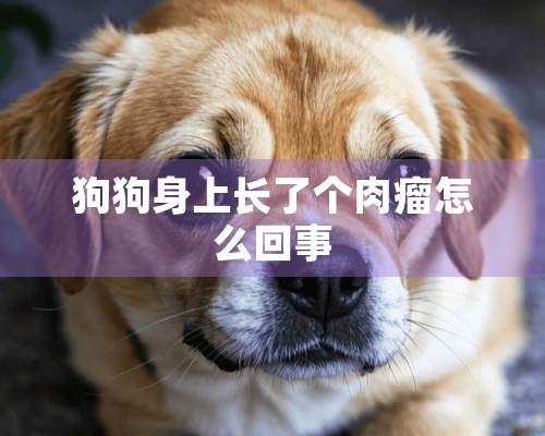 狗狗身上长了个肉瘤怎么回事