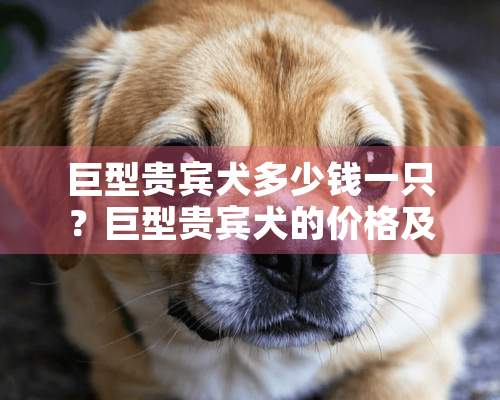 巨型贵宾犬多少钱一只？巨型贵宾犬的价格及选购方法