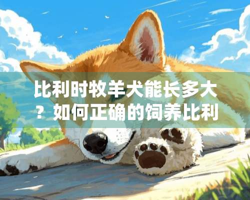 比利时牧羊犬能长多大？如何正确的饲养比利时牧羊犬？