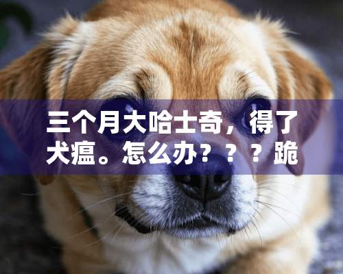 三个月大哈士奇，得了犬瘟。怎么办？？？跪求！！各位爱狗人士，请帮帮我