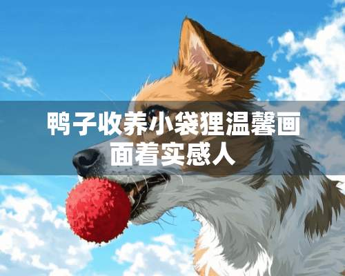 鸭子收养小袋狸温馨画面着实感人