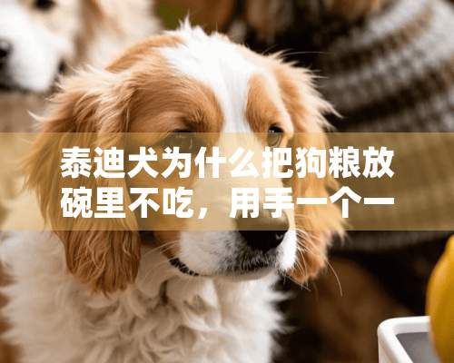 泰迪犬为什么把狗粮放碗里不吃，用手一个一个喂它才吃？