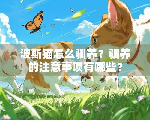 波斯猫怎么驯养？驯养的注意事项有哪些？