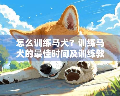 怎么训练马犬？训练马犬的最佳时间及训练教程介绍