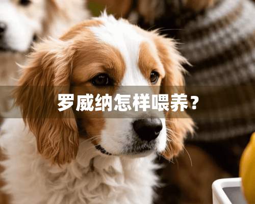 罗威纳怎样喂养？