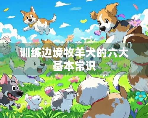 训练边境牧羊犬的六大基本常识