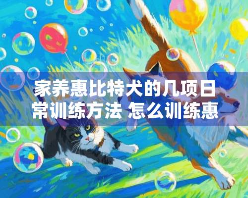 家养惠比特犬的几项日常训练方法 怎么训练惠比特上摩托车座？