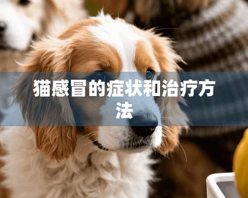 猫感冒的症状和治疗方法