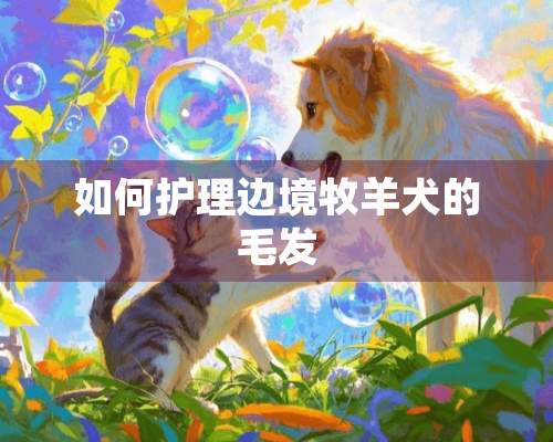 如何护理边境牧羊犬的毛发