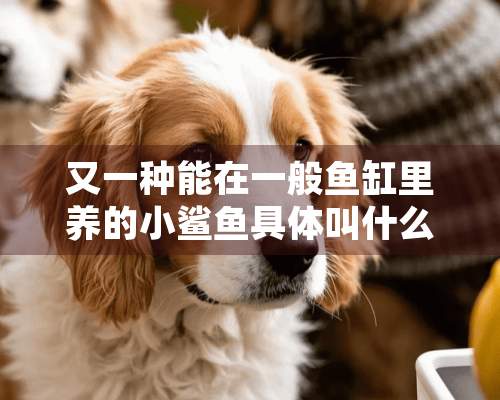 又一种能在一般鱼缸里养的小鲨鱼具体叫什么名字