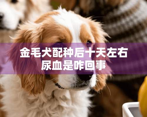 金毛犬配种后十天左右尿血是咋回事