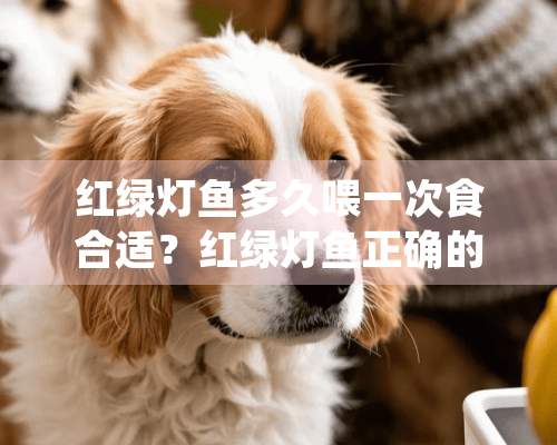 红绿灯鱼多久喂一次食合适？红绿灯鱼正确的喂养方式介绍！