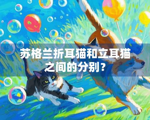 苏格兰折耳猫和立耳猫之间的分别？