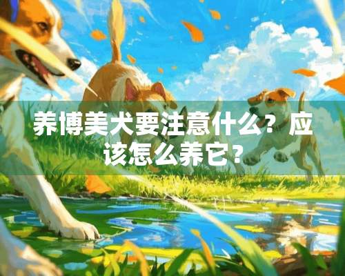 养博美犬要注意什么？应该怎么养它？