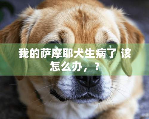 我的萨摩耶犬生病了 该怎么办，？