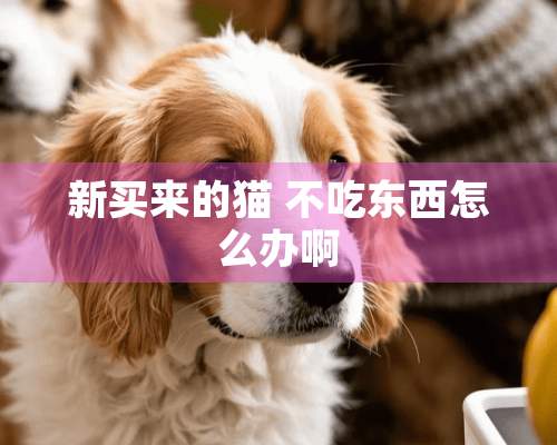 新买来的猫 不吃东西怎么办啊