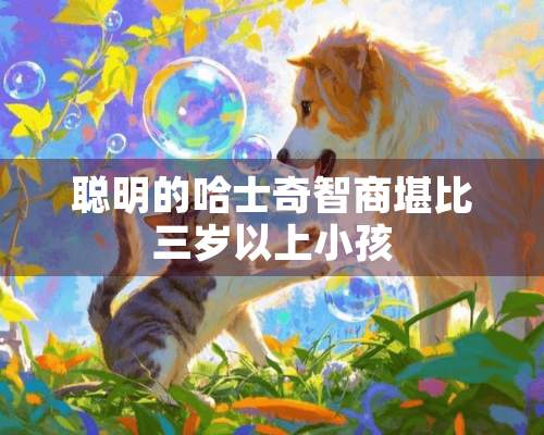 聪明的哈士奇智商堪比三岁以上小孩