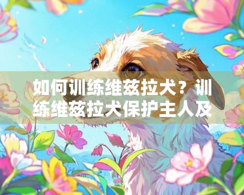 如何训练维兹拉犬？训练维兹拉犬保护主人及上厕所的方法