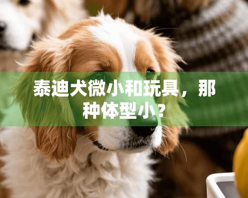 泰迪犬微小和玩具，那种体型小？