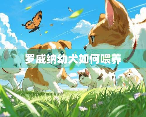 罗威纳幼犬如何喂养