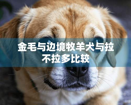 金毛与边境牧羊犬与拉不拉多比较