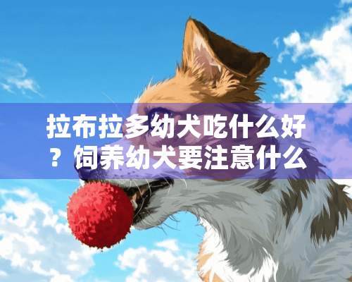 拉布拉多幼犬吃什么好？饲养幼犬要注意什么事项？