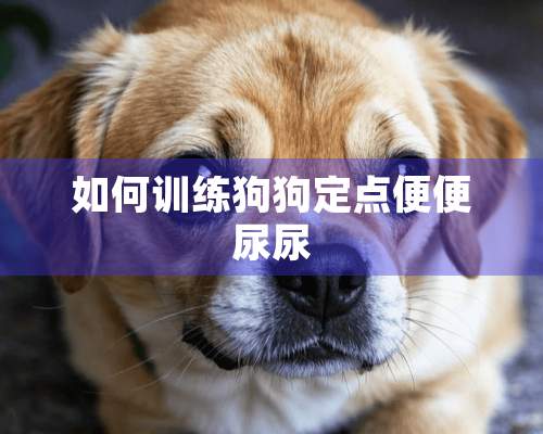 如何训练狗狗定点便便尿尿