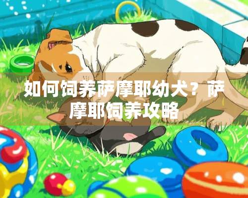 如何饲养萨摩耶幼犬？萨摩耶饲养攻略