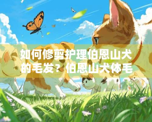 如何修剪护理伯恩山犬的毛发？伯恩山犬体毛的梳理方法介绍！