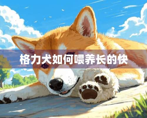 格力犬如何喂养长的快