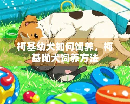 柯基幼犬如何饲养，柯基呦犬饲养方法