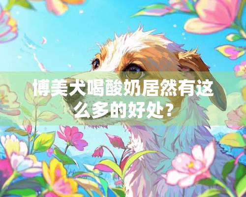 博美犬喝酸奶居然有这么多的好处？