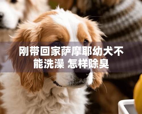 刚带回家萨摩耶幼犬不能洗澡 怎样除臭