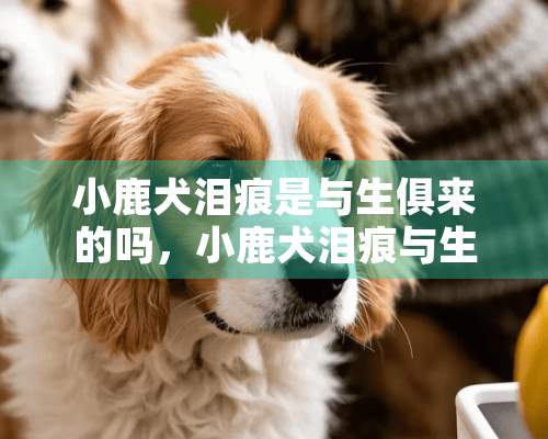 小鹿犬泪痕是与生俱来的吗，小鹿犬泪痕与生俱来的還是后天性的