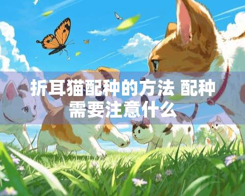 折耳猫配种的方法 配种需要注意什么