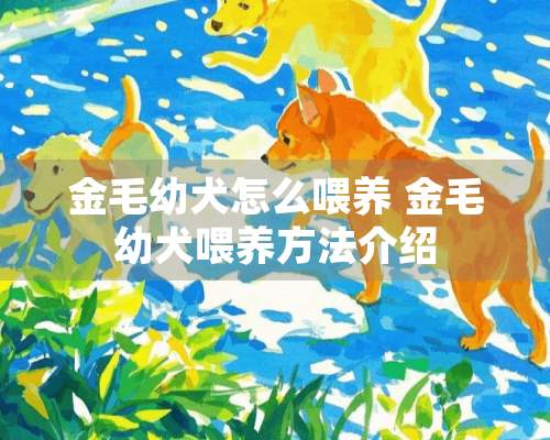 金毛幼犬怎么喂养 金毛幼犬喂养方法介绍