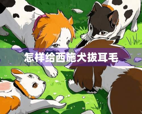 怎样给西施犬拔耳毛